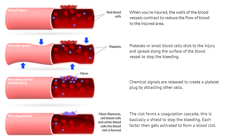 Blood-clotting-process