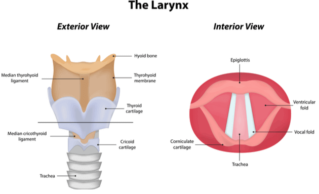 The-larynx-interior-and-exterior