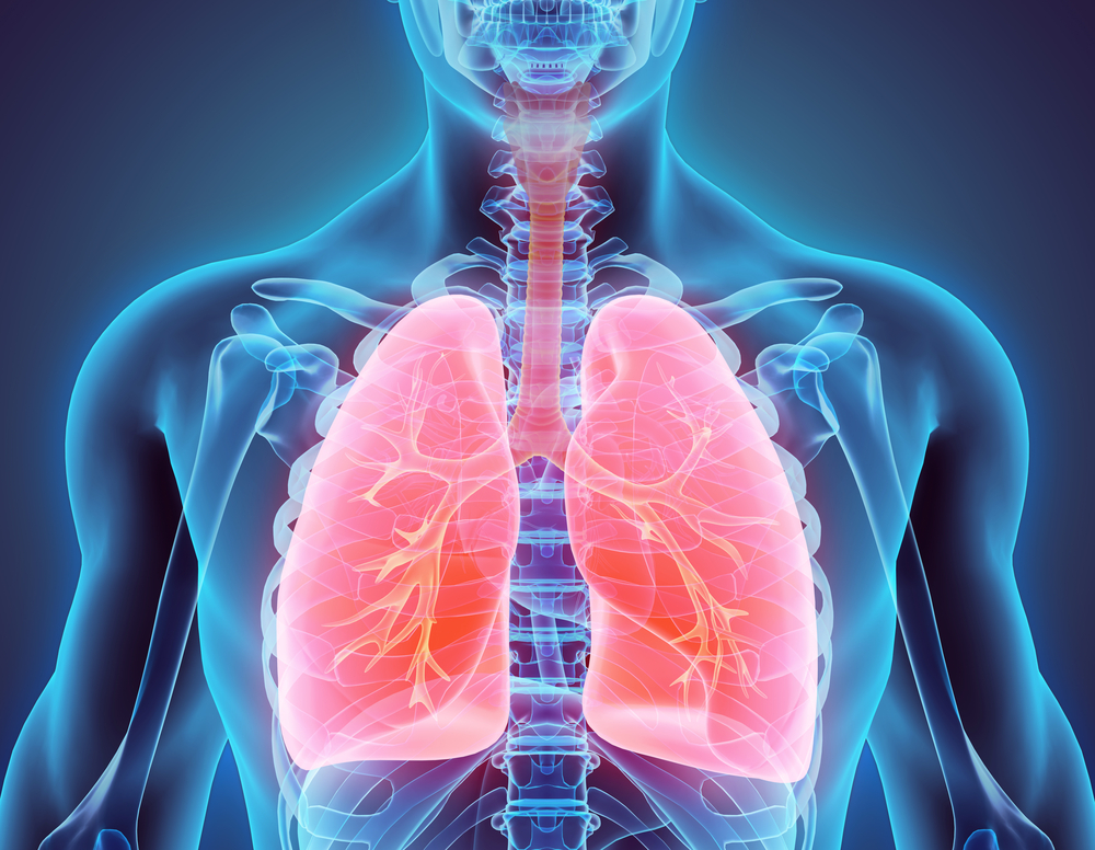 how-do-your-lungs-function