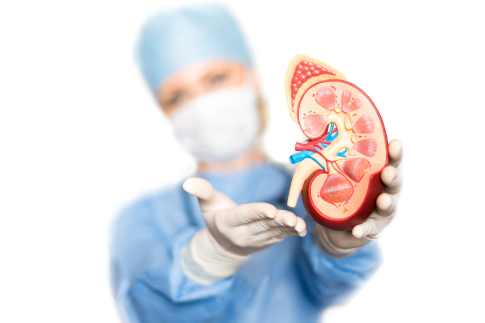 kidney-transplant-what-you-need-to-know-before-surgery